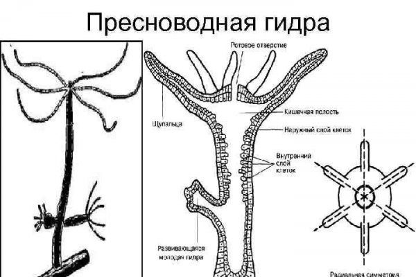 Блэк спрут онион ссылка