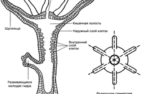 Блэк спрут площадка