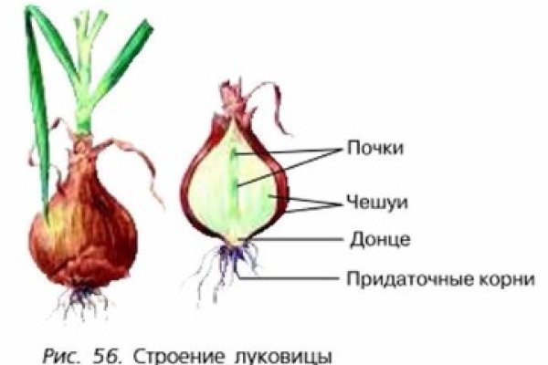 Блекспрут нет